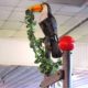 Toucan for tipping bucket